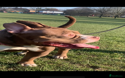 Mixed Breed dogs for sale: Stunning female pocket bully age 3 - Image 9