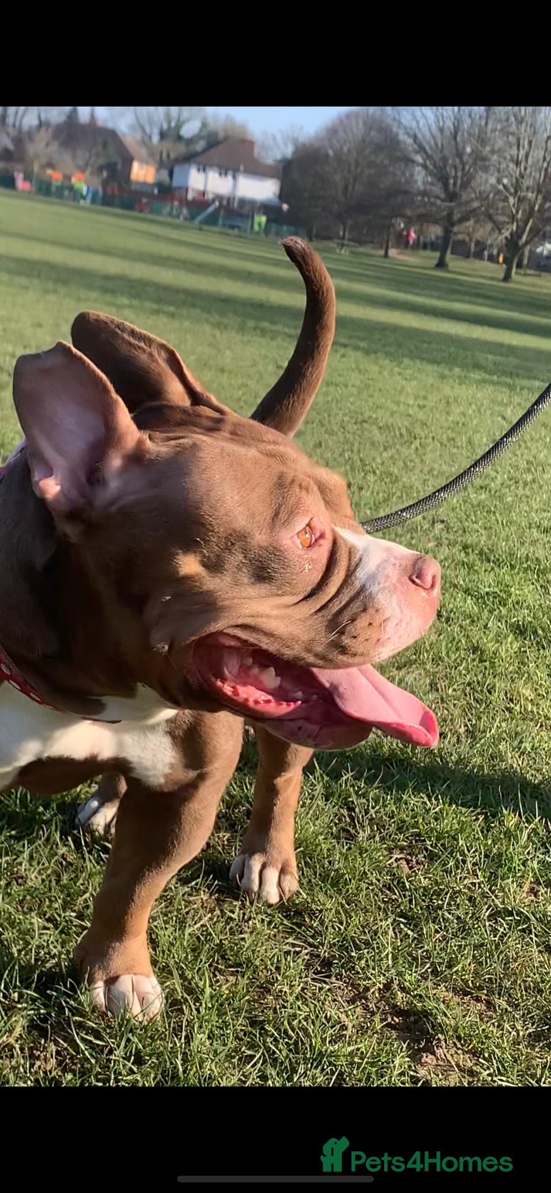 Mixed Breed dogs for sale: Stunning female pocket bully age 3 - Image 9