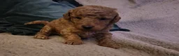 Toy Poodle dogs for sale: Toy Poodle Puppy  - Advert 4