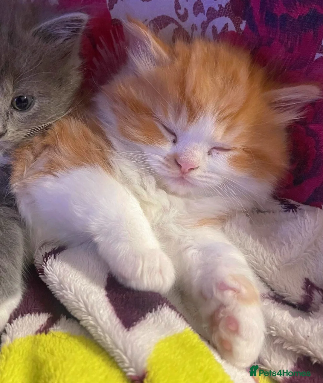 Ragdoll cats for sale: Championship bloodline RagdollxRagamuffin*3 kitten - Advert 5