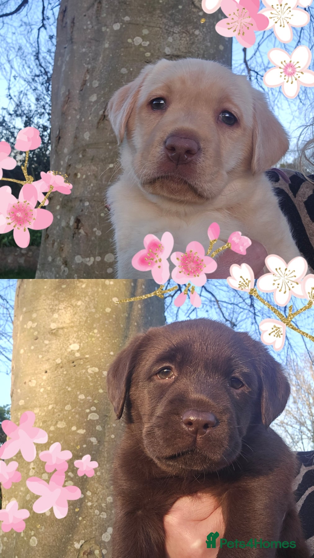 Labrador Retriever dogs Labrador Puppies - Ready Mid April  - Advert 1