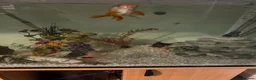 Fancy Goldfish fish for sale: Fancy gold fish x4  - Advert 4