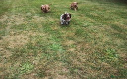 Cocker Spaniel dogs for sale: Cocker Spaniel Puppies - Image 22
