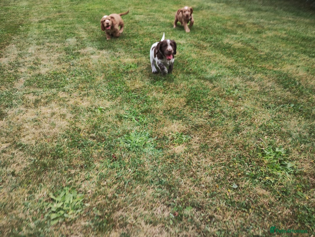 Cocker Spaniel dogs for sale: Cocker Spaniel Puppies - Image 22