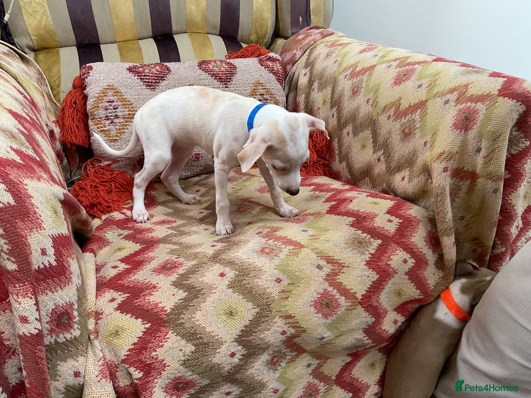 Italian Greyhound dogs for sale: Gorgeous Italian greyhound puppies  - Image 10