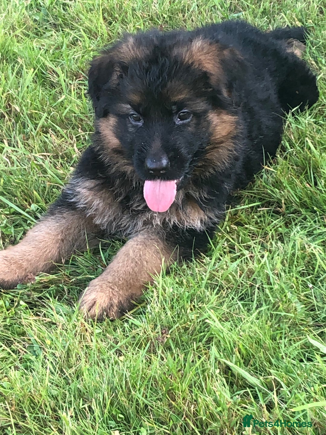 German Shepherd dogs for sale: Beautiful chunky long haired black, tan & red pups - Image 36