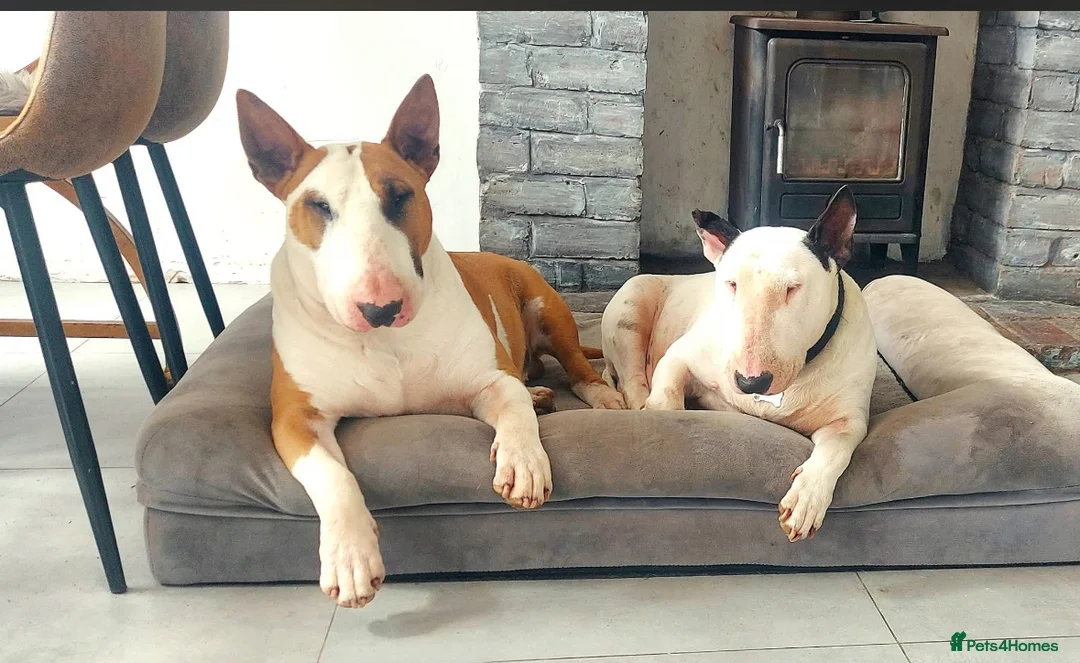 Bull Terrier dogs for sale: Top quality bull terrier puppies  - Advert 23