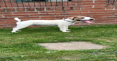 Jack Russell dogs - Advert 7