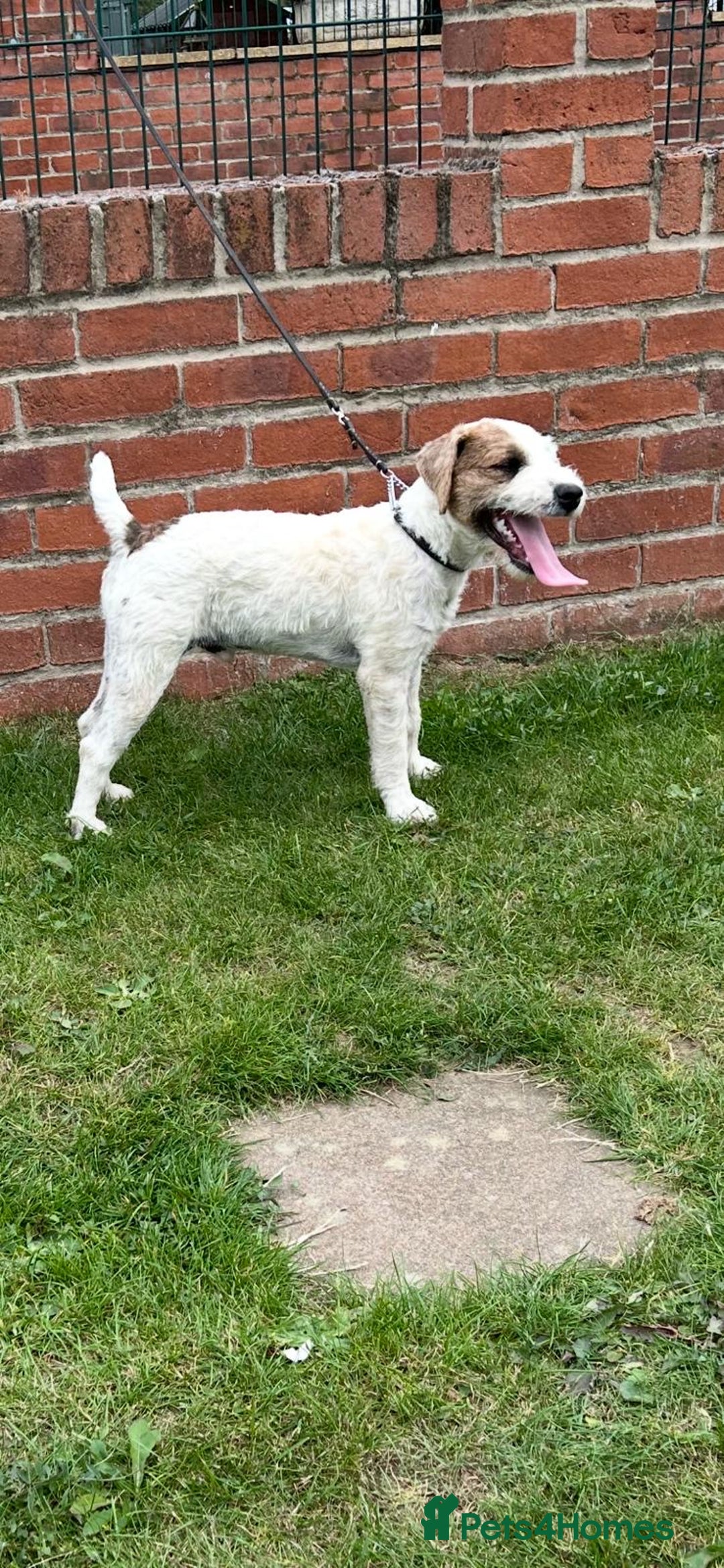 Jack Russell dogs for sale: 6 months old Jack Russell Puppy for Sale  - Image 2