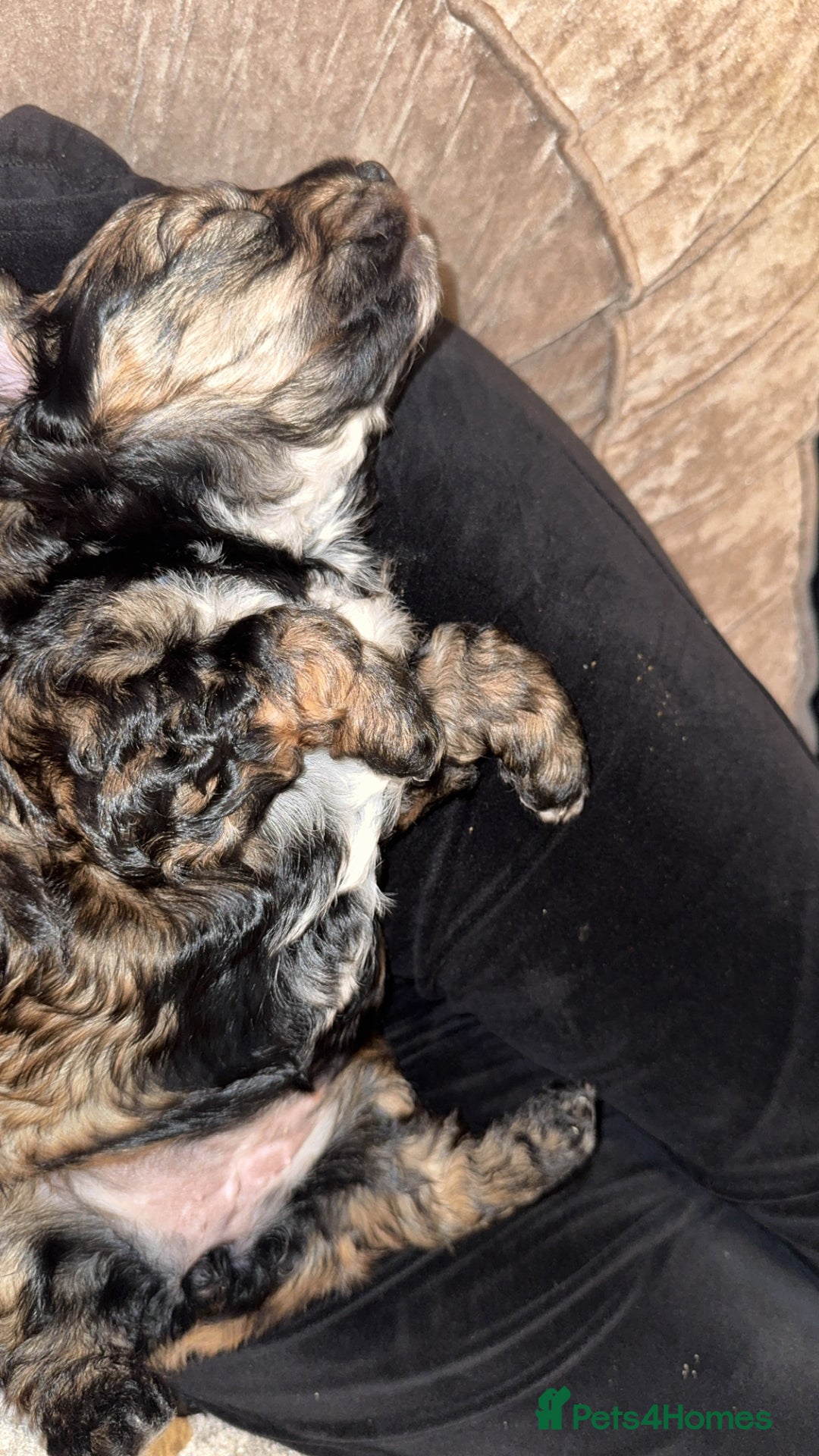 Cockapoo dogs for sale: black sable cockapoo girl  - Advert 34