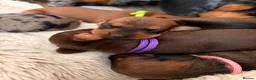 Miniature Dachshund dogs for sale: Mini dachshund puppies  in Dundee - Advert 10