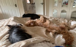 Cavapoo dogs for sale: Meet Tilly - Stunning Red F1 CavaPoo  in Rhyl - Image 15