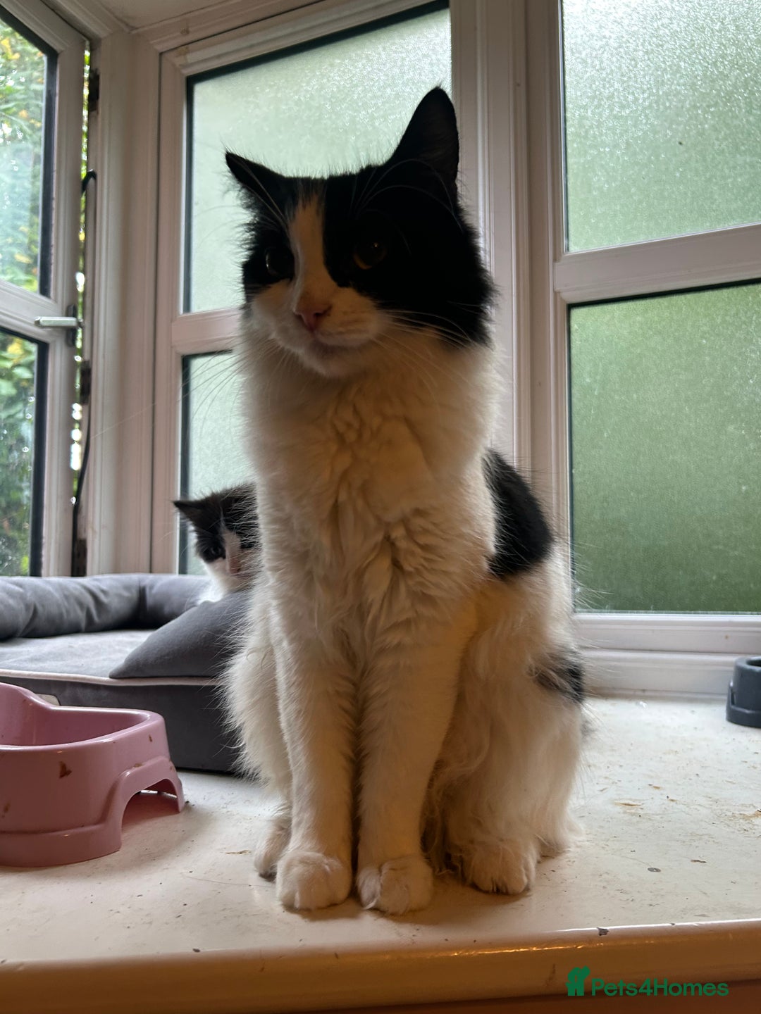 Mixed Breed cats for sale: Mum & F kitten to go together  - Image 5