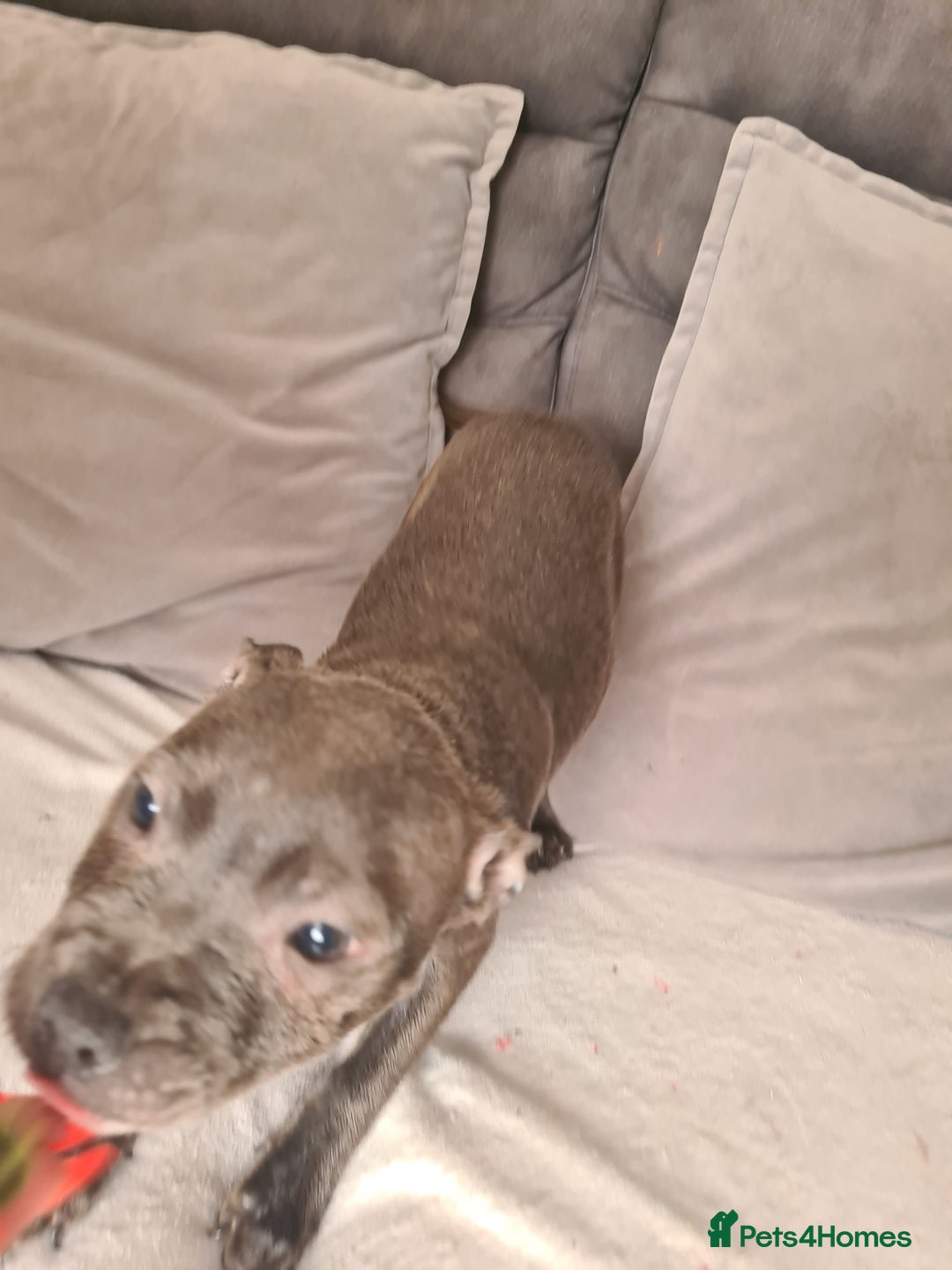Staffordshire Bull Terrier dogs for sale: Lovely puppy  in Coventry - Image 22