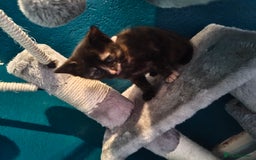 Mixed Breed cats for sale:  3 tortoise shell kittens - Image 5