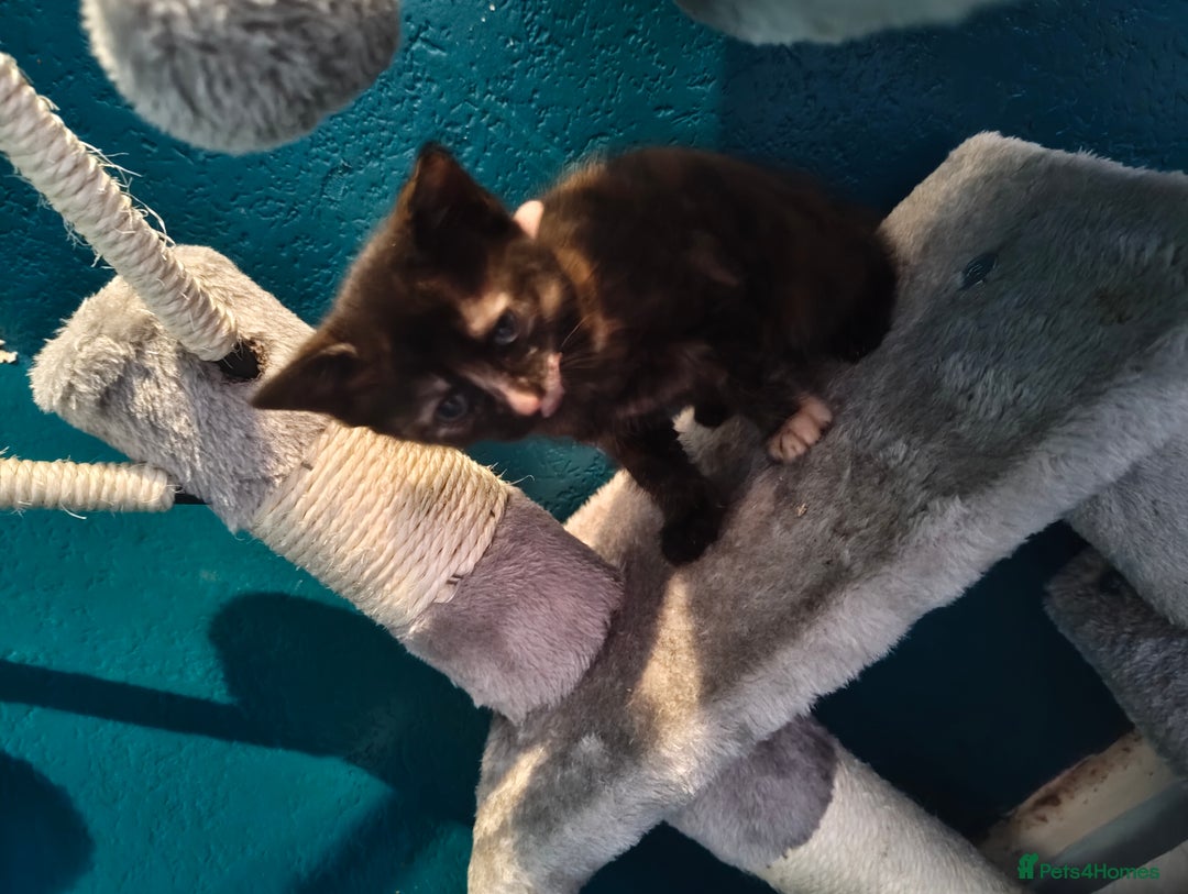 Mixed Breed cats for sale:  3 tortoise shell kittens - Image 5