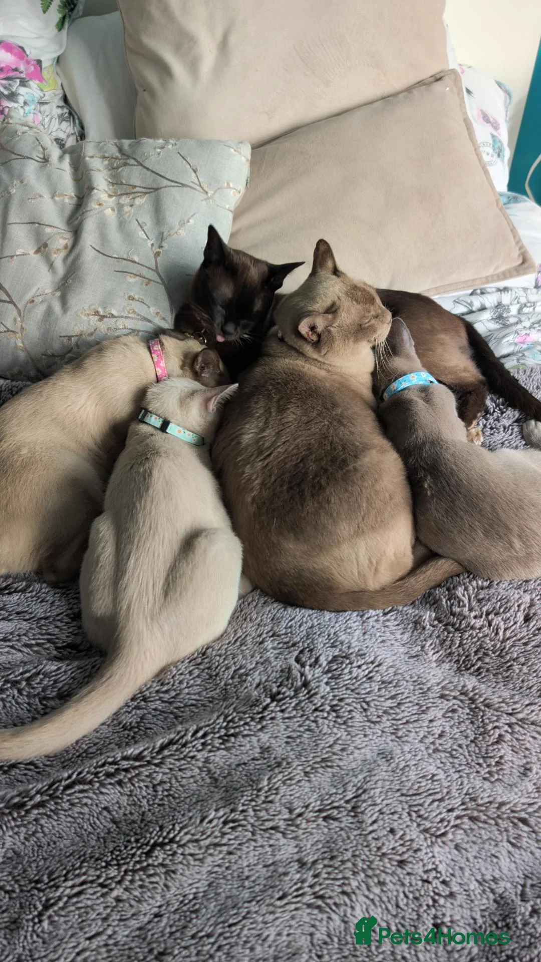 Burmese cats for sale: 2 beautiful girls wanting their forever homes - Advert 8
