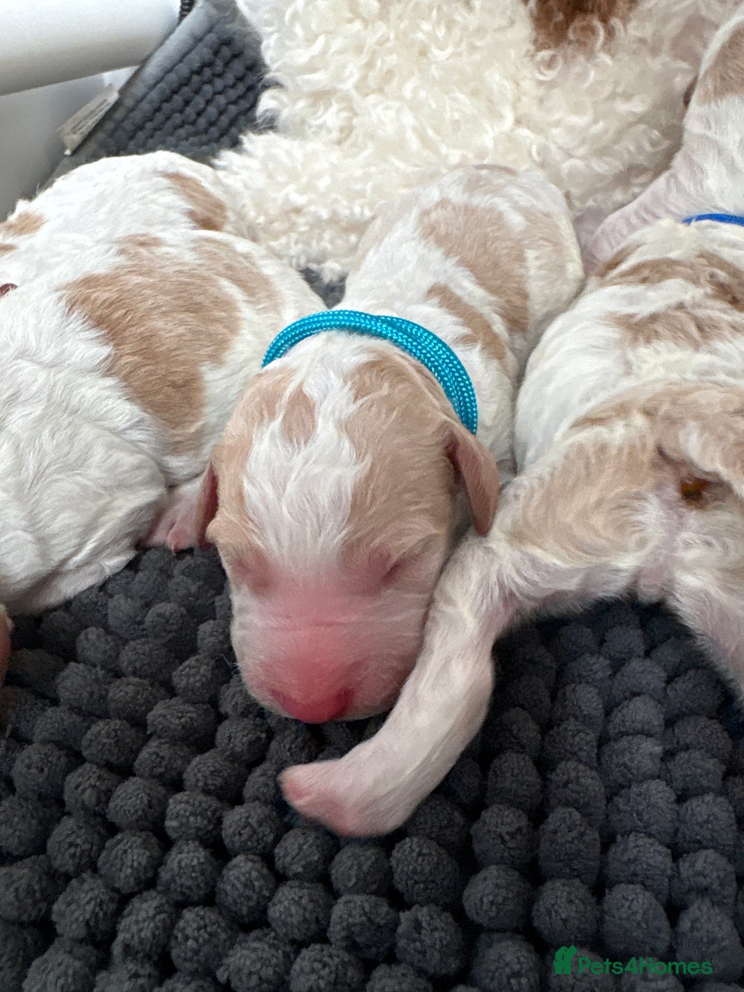 Double Doodle dogs for sale: Parti Double Doodles 🐾  - Image 9