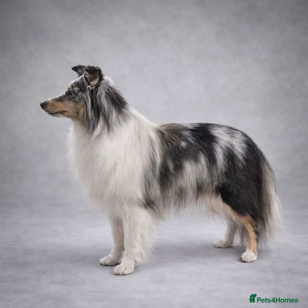 Shetland Sheepdog dogs for sale: New litter - Advert 2