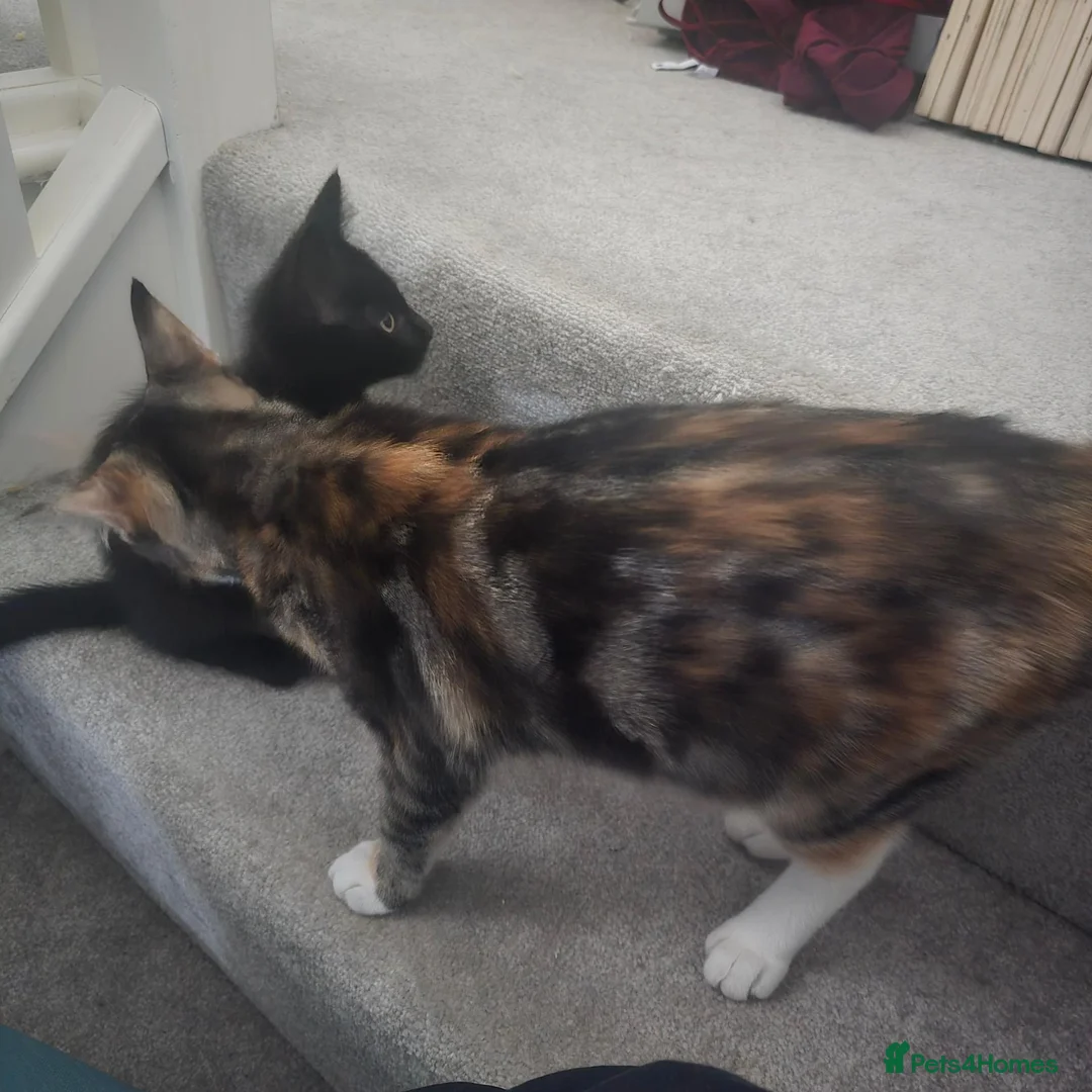 Aegean cats for sale: Unique Torbie Older kitten THEA - Advert 2