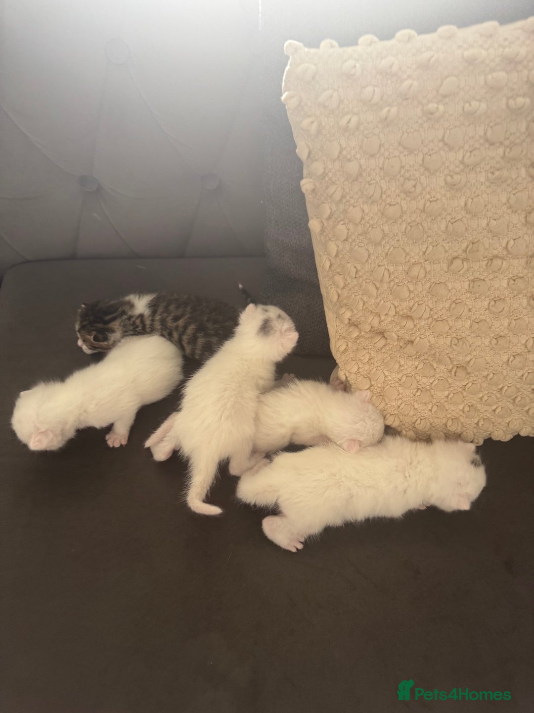 Khao Manee cats for sale: Adorable Kittens Ready for Loving Homes - Image 1