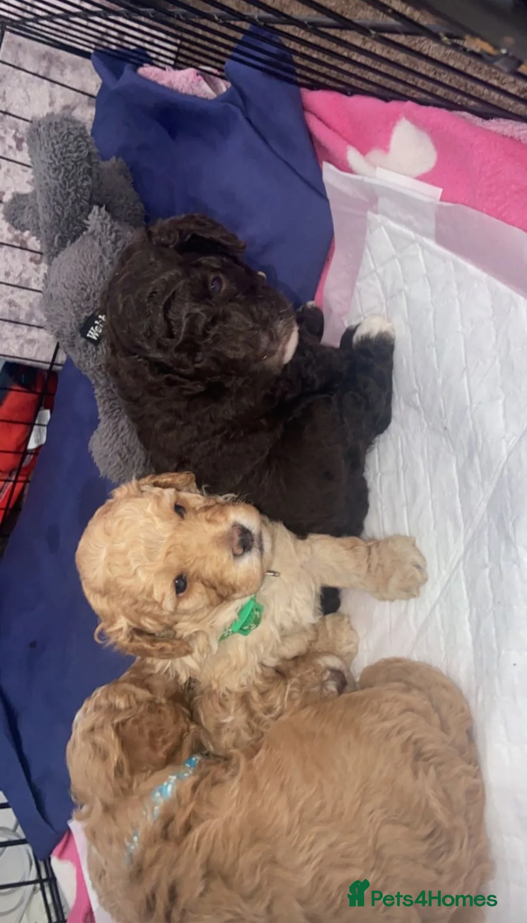 Miniature Poodle dogs for stud: Proven🏆, miniature poodle - Advert 6