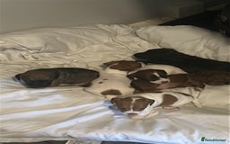 Mixed Breed dogs for sale: Jack Russell dachshund poodle mix - Image 12
