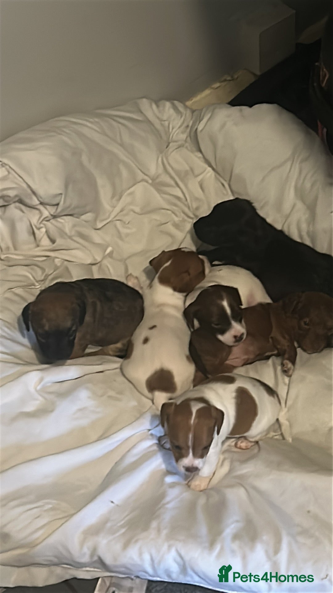 Mixed Breed dogs for sale: Jack Russell dachshund poodle mix - Image 12