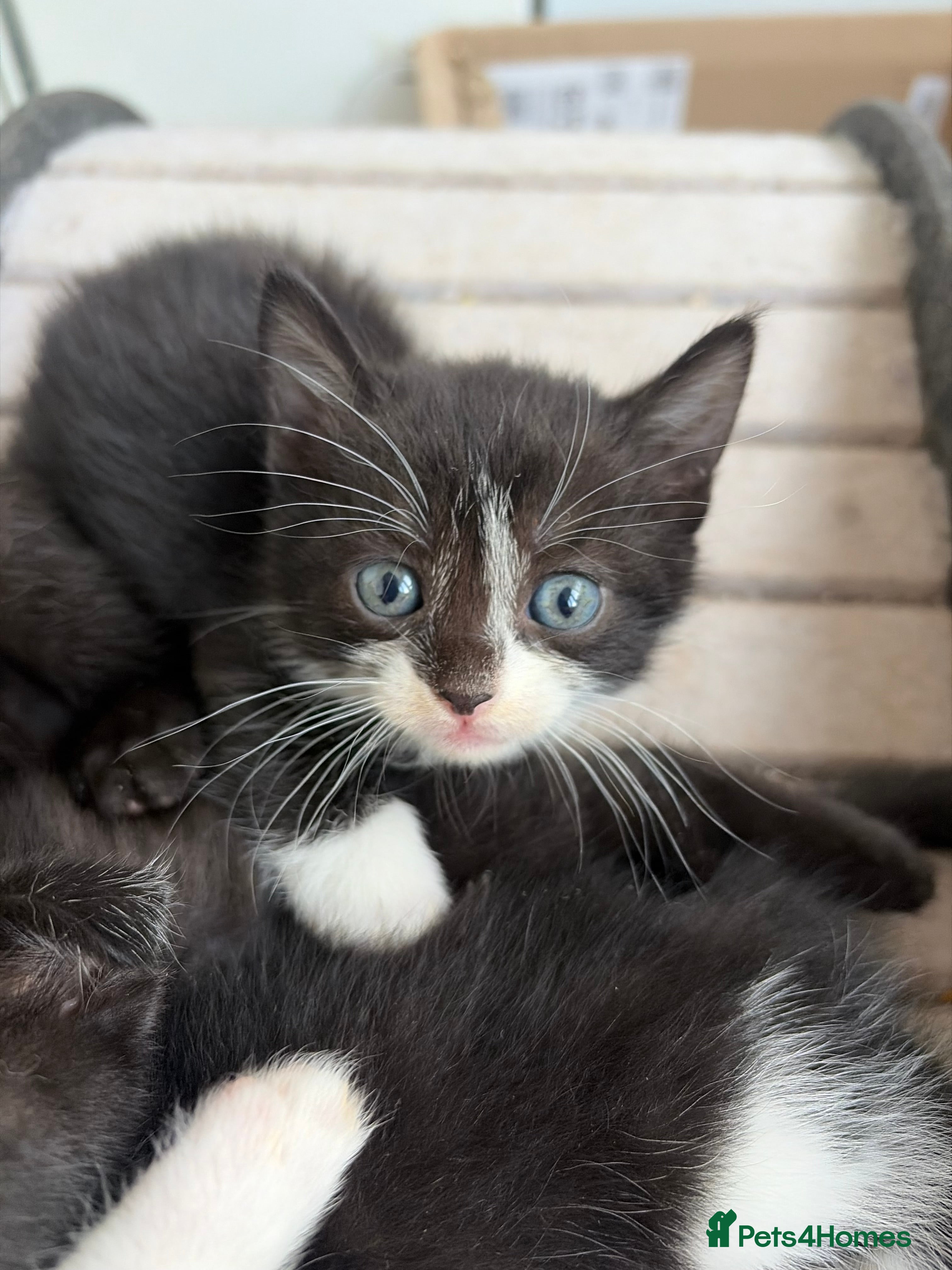Scottish Fold cats Beautiful Scottish Straight Female - Advert 4