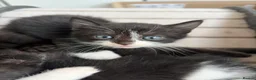 Scottish Fold cats for sale: Scottish Fold Mix Kitten  - Advert 16