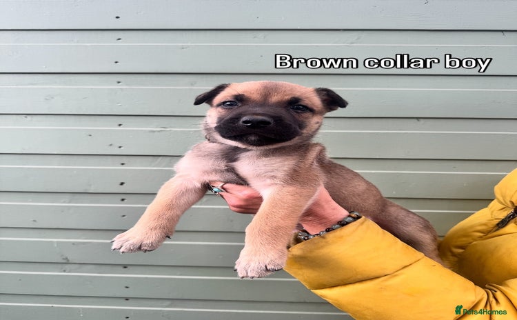 Mixed Breed dogs - Advert 3