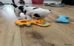 Mixed Breed dogs for sale: American French bulldog  - Image 18