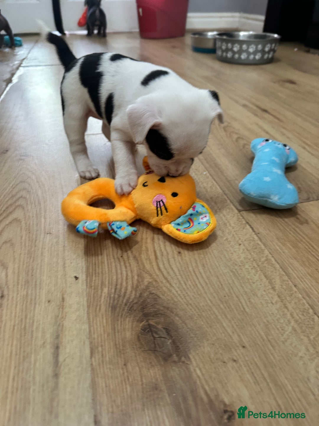 Mixed Breed dogs for sale: American French bulldog  - Image 18