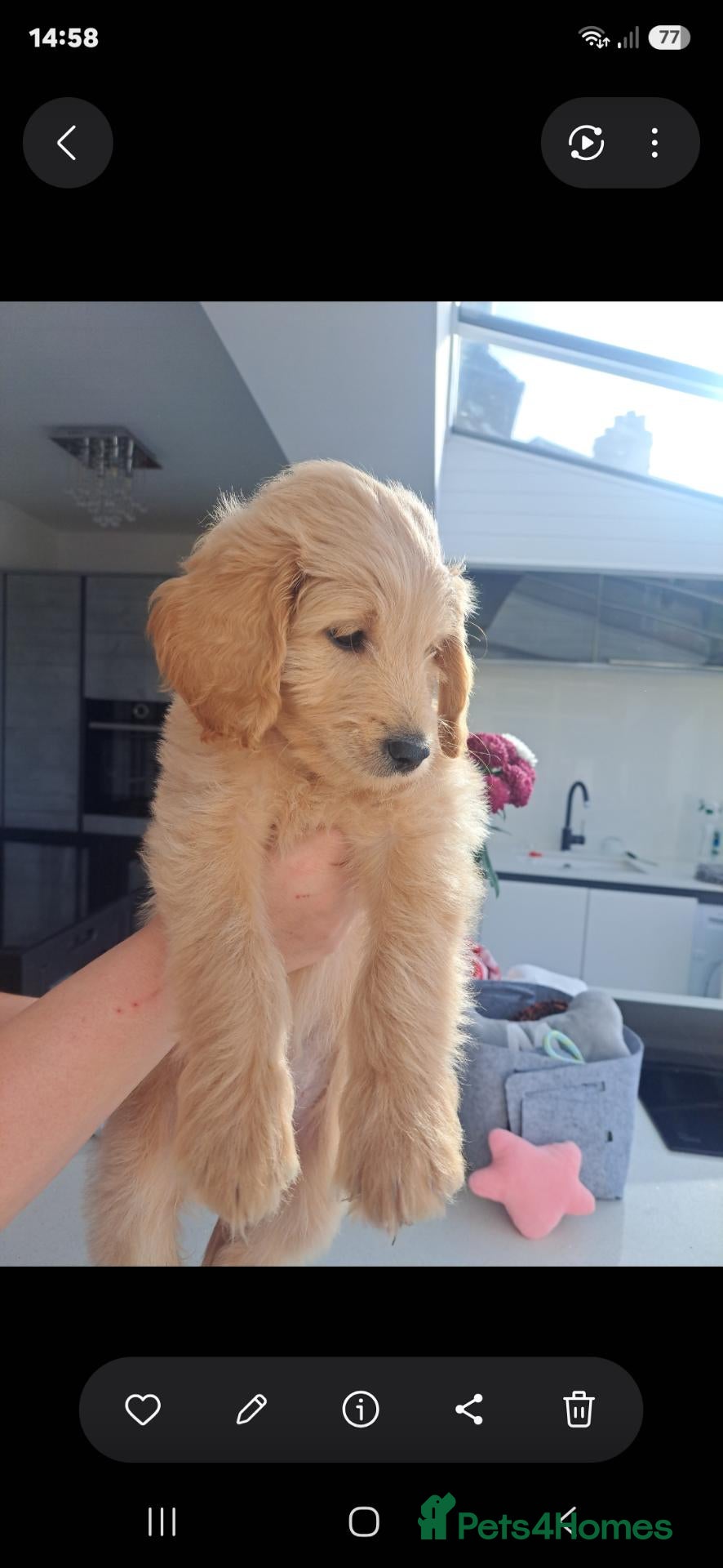 Goldendoodle dogs  Medium Goldendoodle puppies - Advert 2