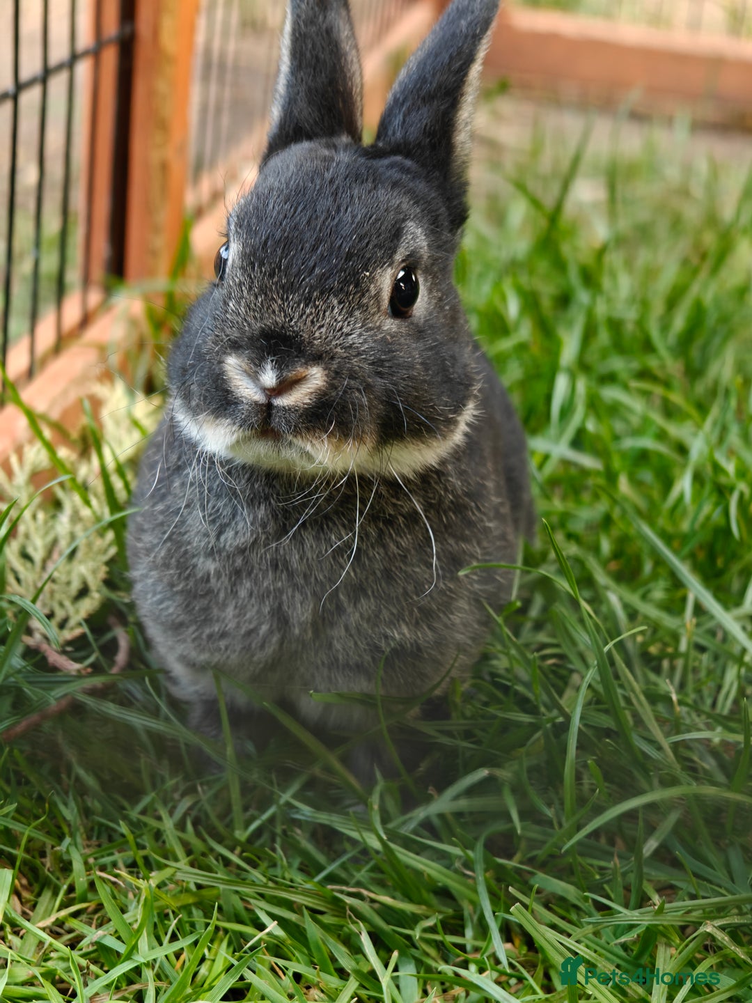 Rex rabbits for sale: Mini Rex Buck - Image 13