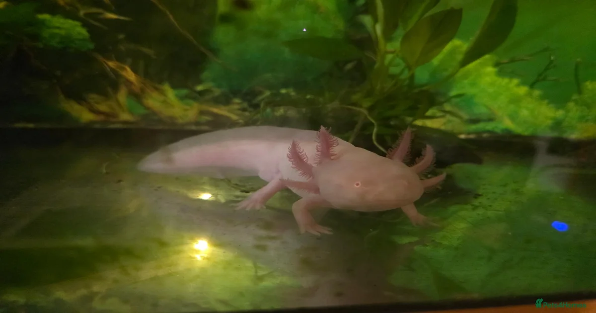 axolotl-reptiles-for-sale-in-llanelli-carmarthenshire-pets4homes