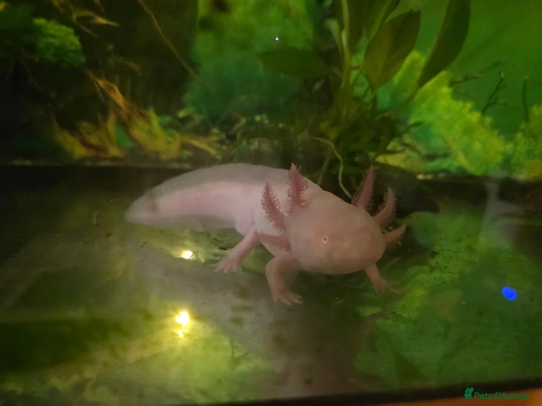 Axolotl reptiles for sale: Axolotls - Advert 1