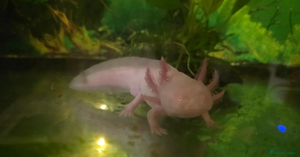 Axolotl Reptiles For Sale In Llanelli Carmarthenshire Pets4Homes axolotl-reptiles-for-sale-in-llanelli-carmarthenshire-pets4homes