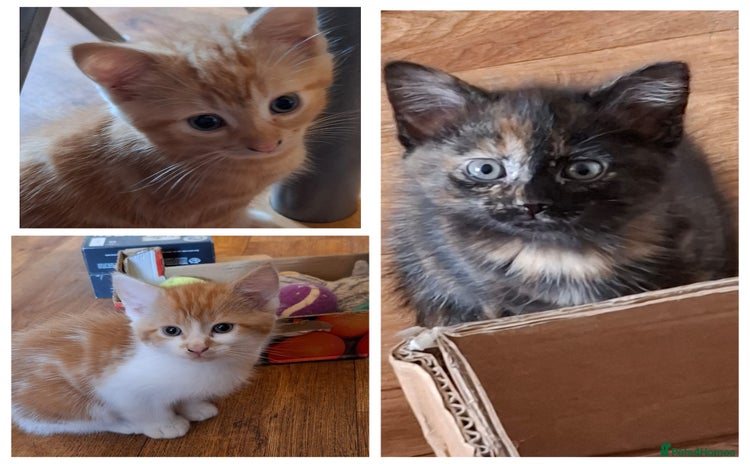 Mixed Breed cats - Advert 14