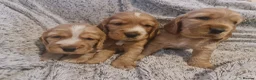 Cocker Spaniel dogs for sale: 3 golden Cocker Spaniels  - Advert 10