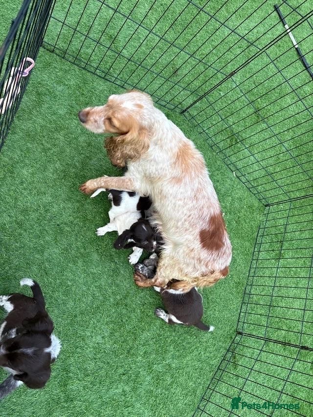 Sprocker dogs for sale: Sprocker puppies  - Advert 16
