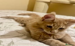 Maine Coon cats for sale: Last Ginger Boy Pure Mainecoon! - Image 23