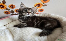 Maine Coon cats for sale: Gorgeous GCCF Maine Coons poss Active - Image 34