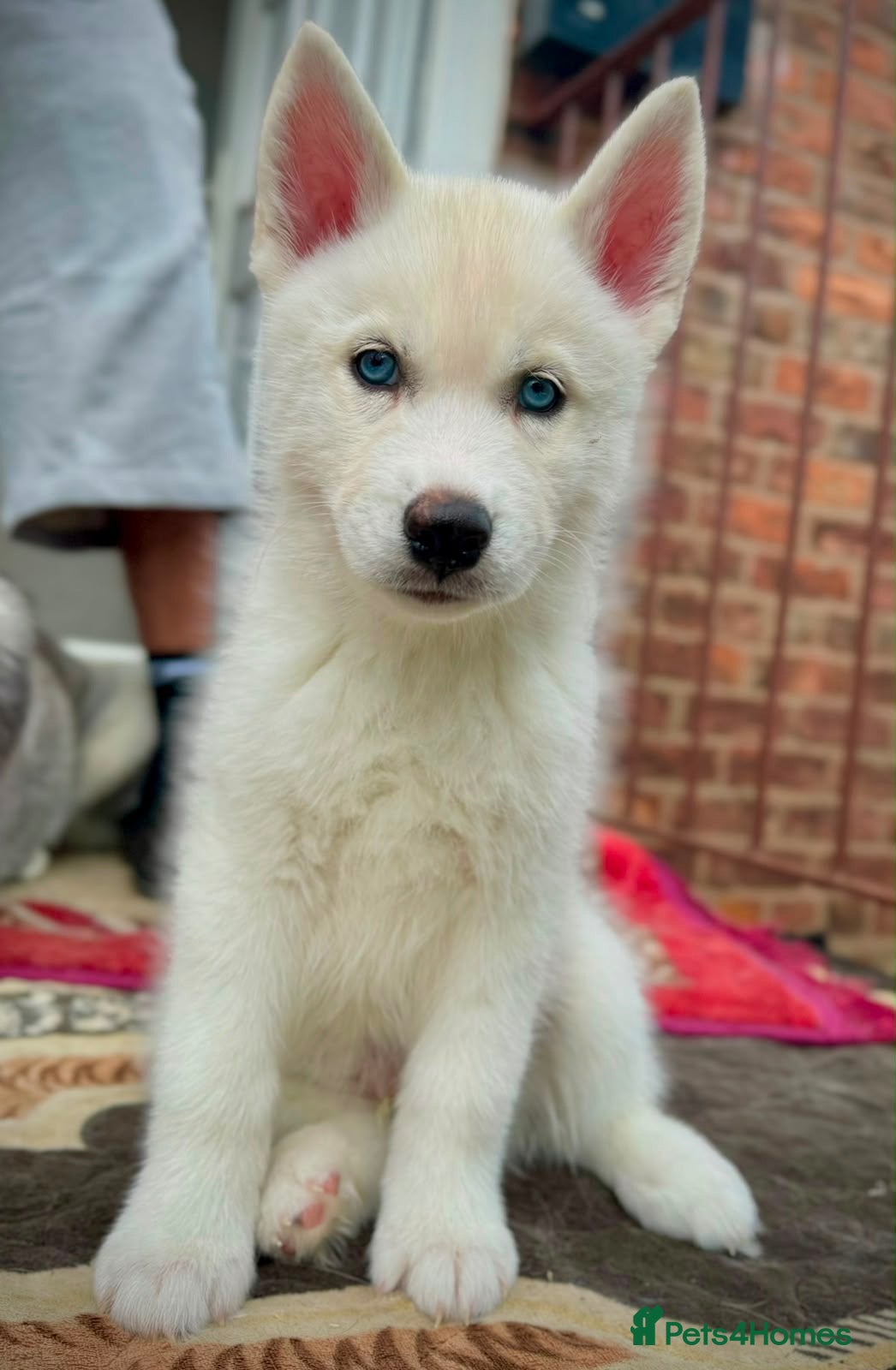 Siberian Husky dogs Beautiful puppies  - Advert 1