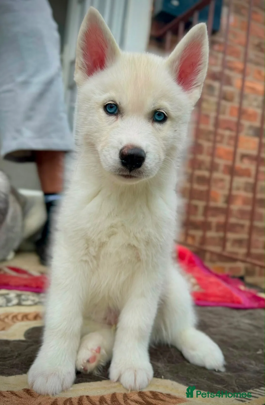 Siberian Husky dogs for sale: Beautiful puppies  - Advert 1