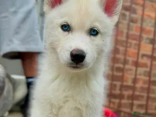 Siberian Husky dogs Beautiful puppies - Advert 1