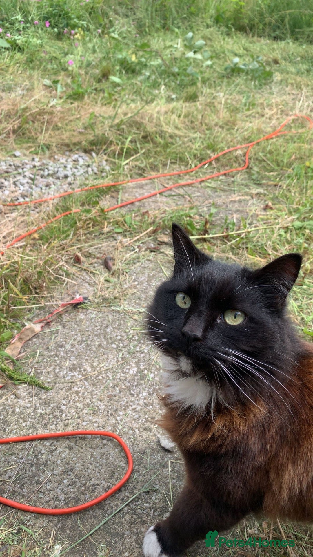 Mixed Breed cats Mr dusty  - Advert 1