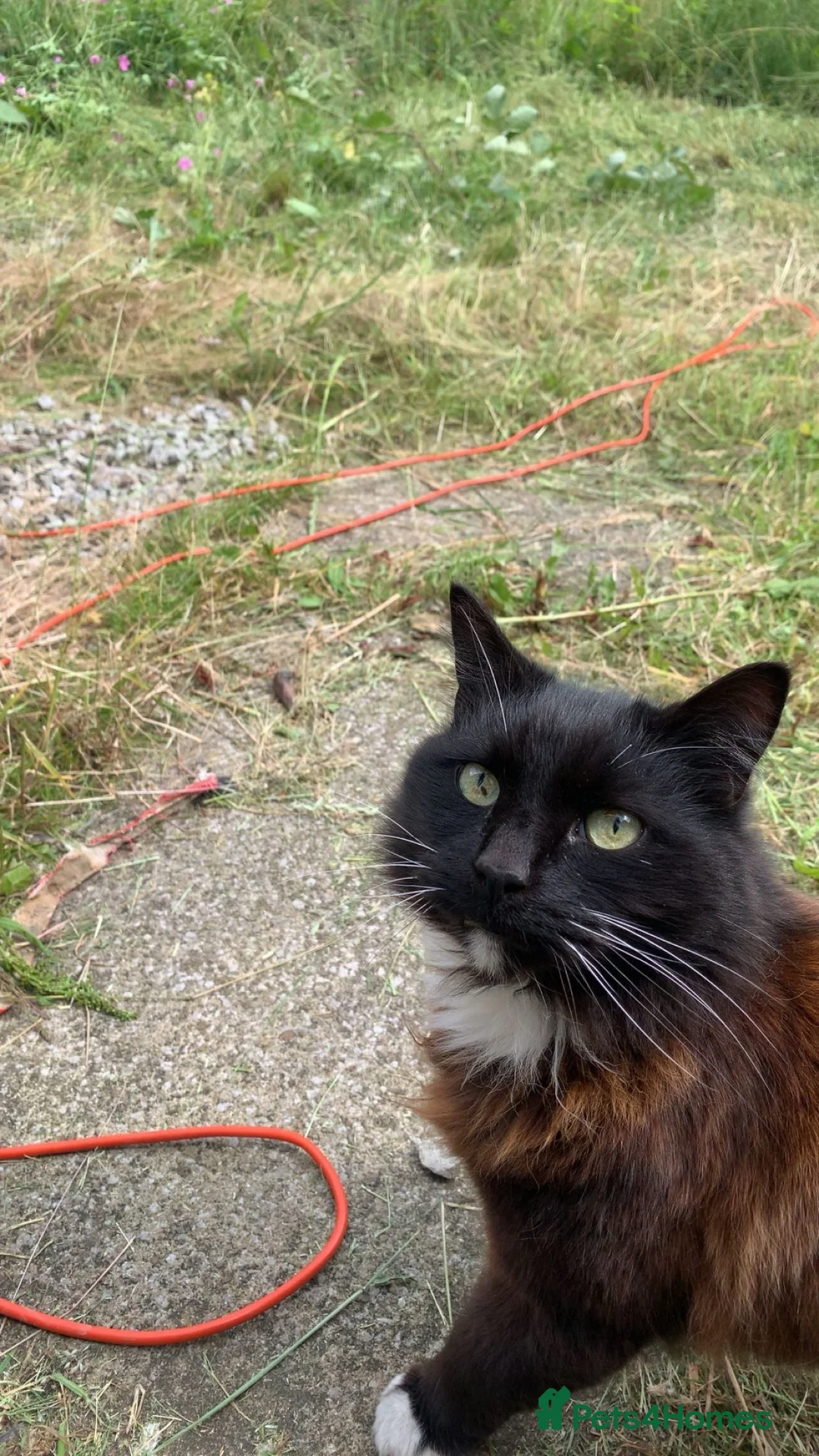 Mixed Breed cats for sale: Mr dusty  - Advert 1