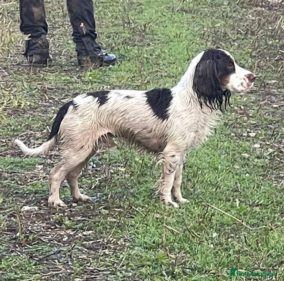Cocker Spaniel dogs for stud: Tri coloured Working cocker spaniel for stud - Advert 4