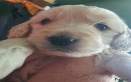 Mixed Breed dogs for sale: Gorgeous puppies  - Image 12